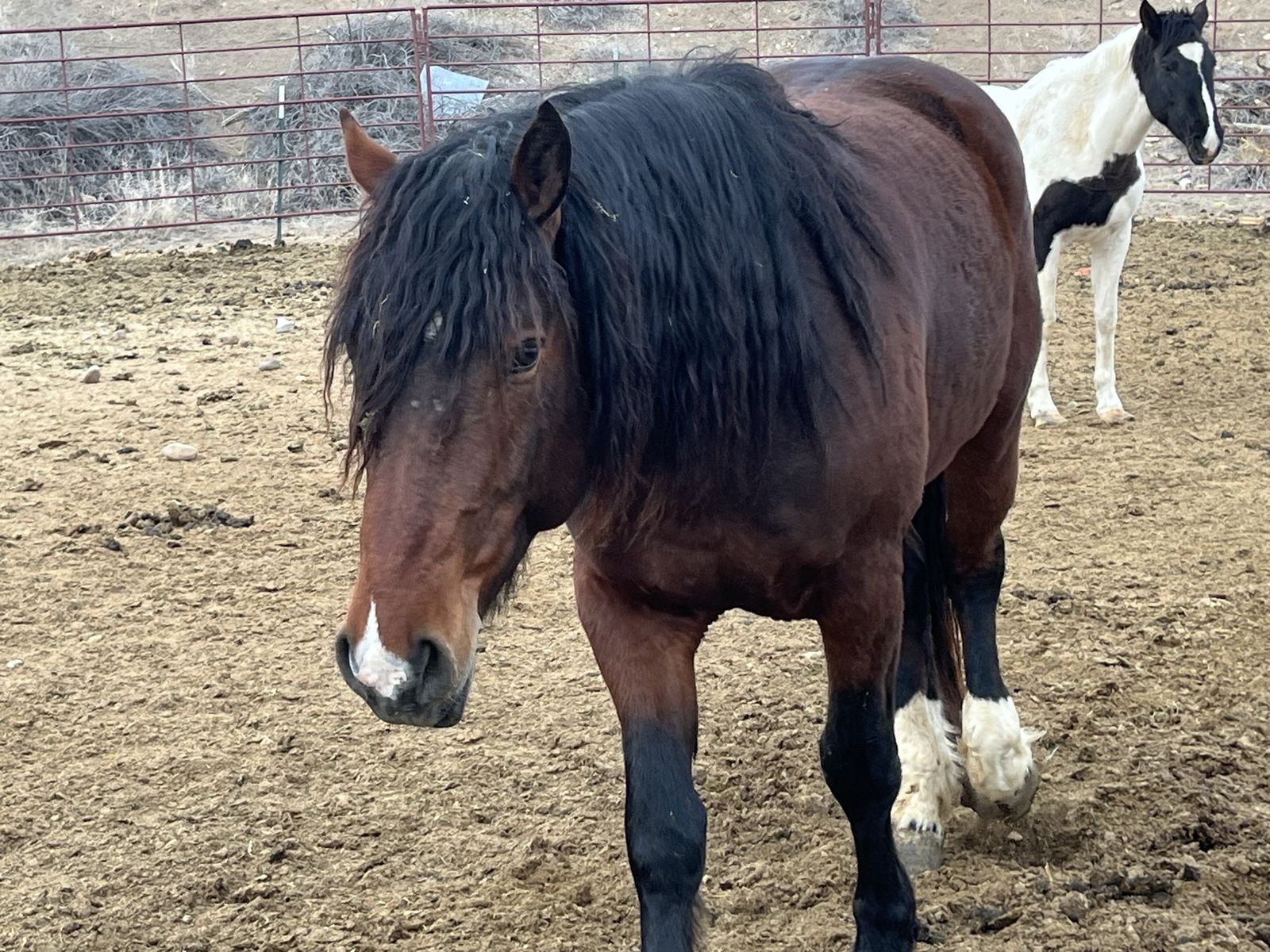 1/2 Draft Stallion (5 yr old) Percheron/AQHA cross