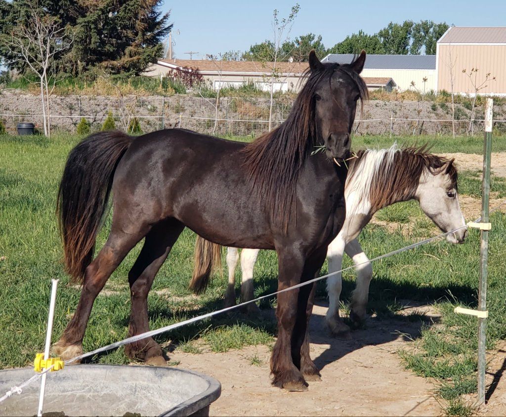 Registered Gypsy x Shetland mare