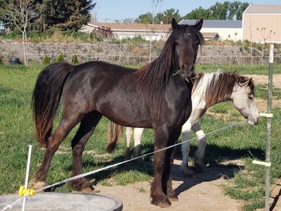 Registered Gypsy x Shetland mare