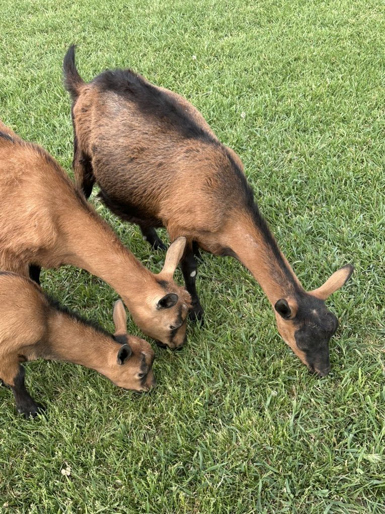 Mini Oberhasli Goats Registered