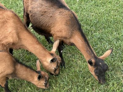 Mini Oberhasli Goats Registered