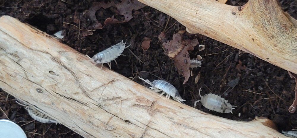 Isopods and sprintails (separate or together)