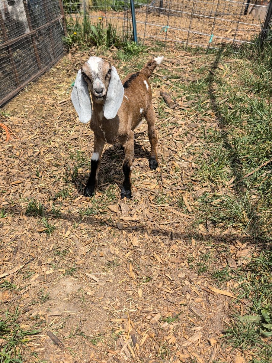 Nubian Goat Buckling