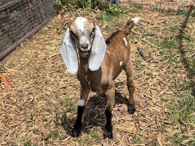 Nubian Goat Buckling