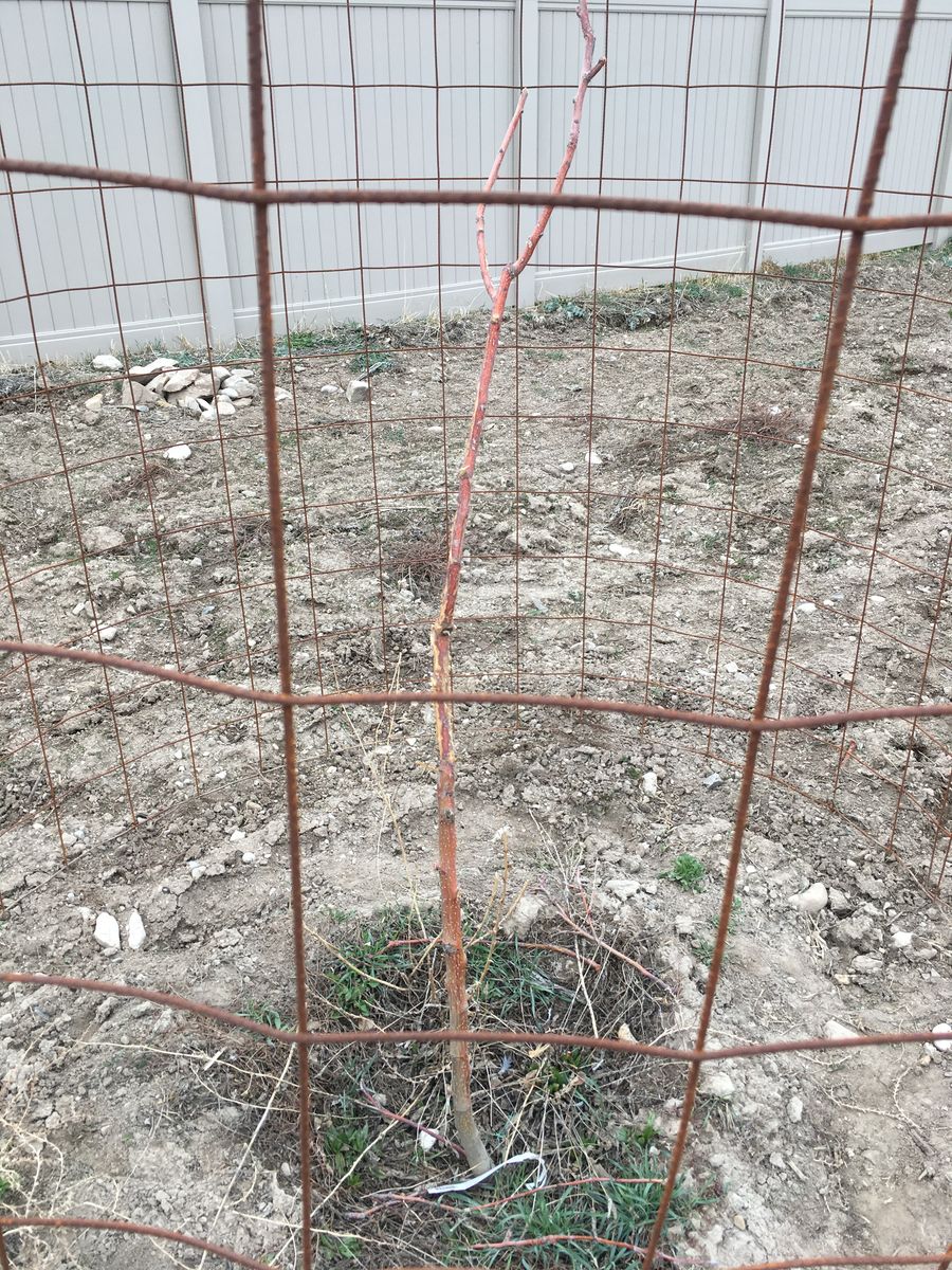 Fruit Tree Savers-Free