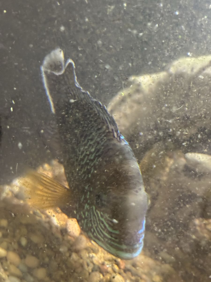 Freshwater Green Terror Cichlid Fish