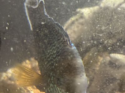 Freshwater Green Terror Cichlid Fish