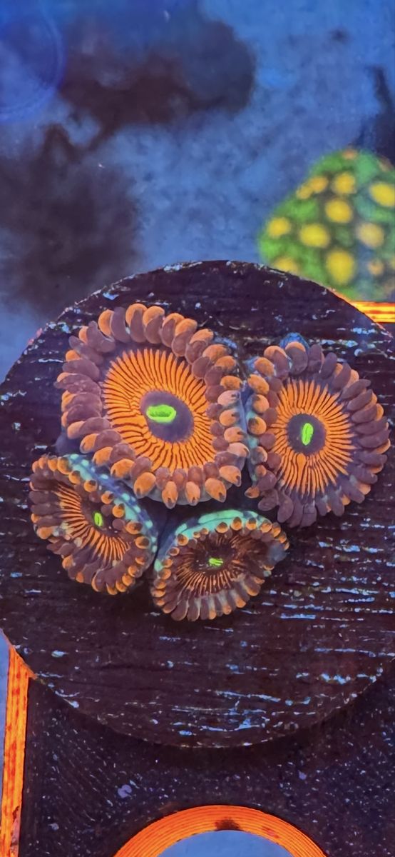 Corals