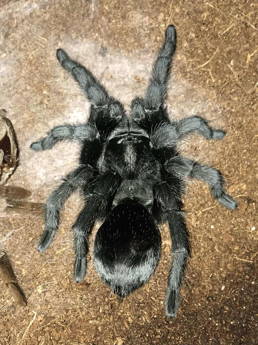 Tarantulas for sale