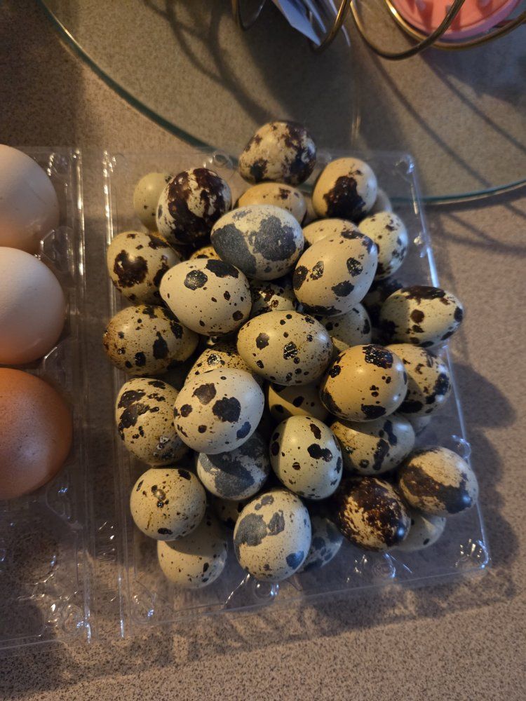 Fresh Quail Eggs - Naturally Spotted, Farm Fresh Dozen