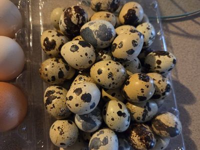 Fresh Quail Eggs - Naturally Spotted, Farm Fresh Dozen