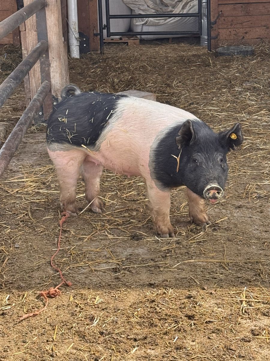 4 H pig alternative hog