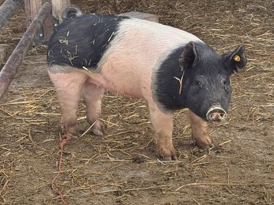 4 H pig alternative hog