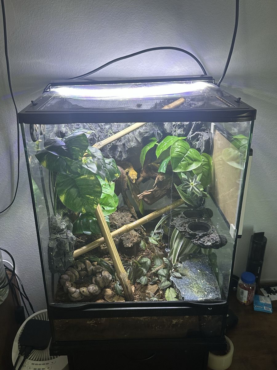 Crested Gecko Terrarium Setup with Live Plants and Gecko