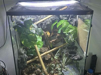 Crested Gecko Terrarium Setup with Live Plants and Gecko