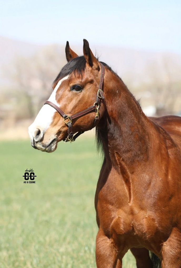 DUAL 11 Year Old Gelding Heel Horse
