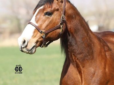 DUAL 11 Year Old Gelding Heel Horse