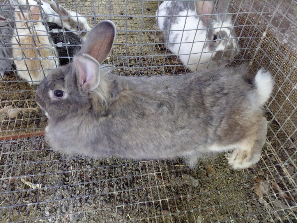Lionhead Mix Rabbit Girl