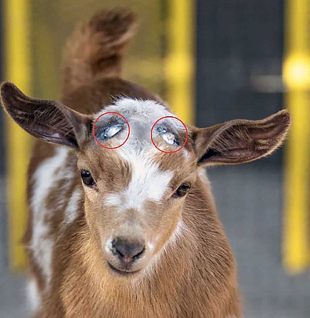 Disbudding Goat | Quitar Cuernos Chivos