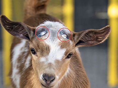 Disbudding Goat | Quitar Cuernos Chivos