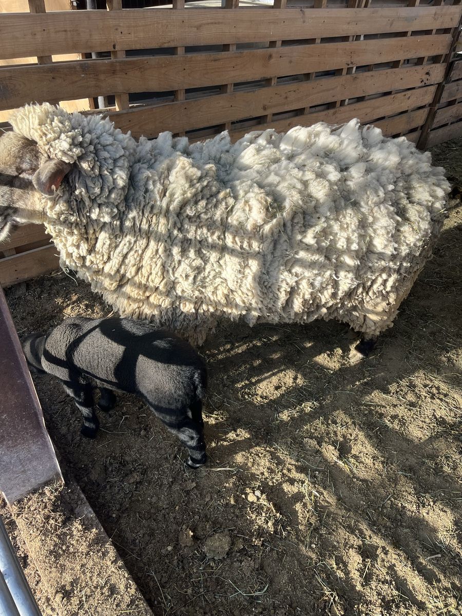 Female lamb and baby male
