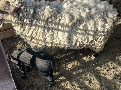 Female lamb and baby male
