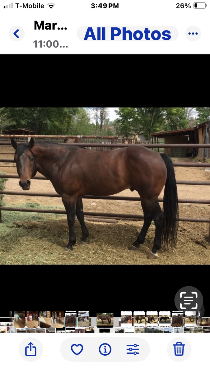 11 year old AQHA bay stallion