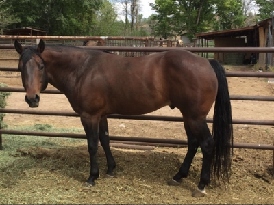 11 year old AQHA bay stallion