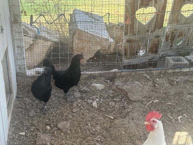 Ayam Cemani Rooster and Hens - Trio - Chickens