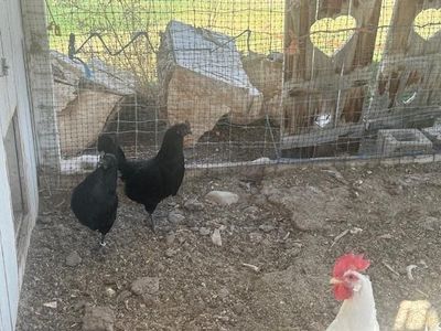Ayam Cemani Rooster and Hens - Trio - Chickens