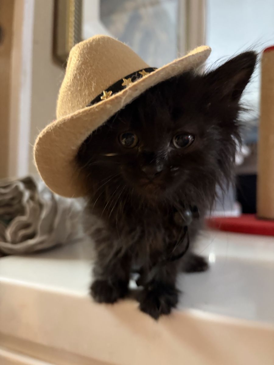 Baby kitten