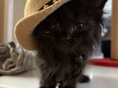 Baby kitten