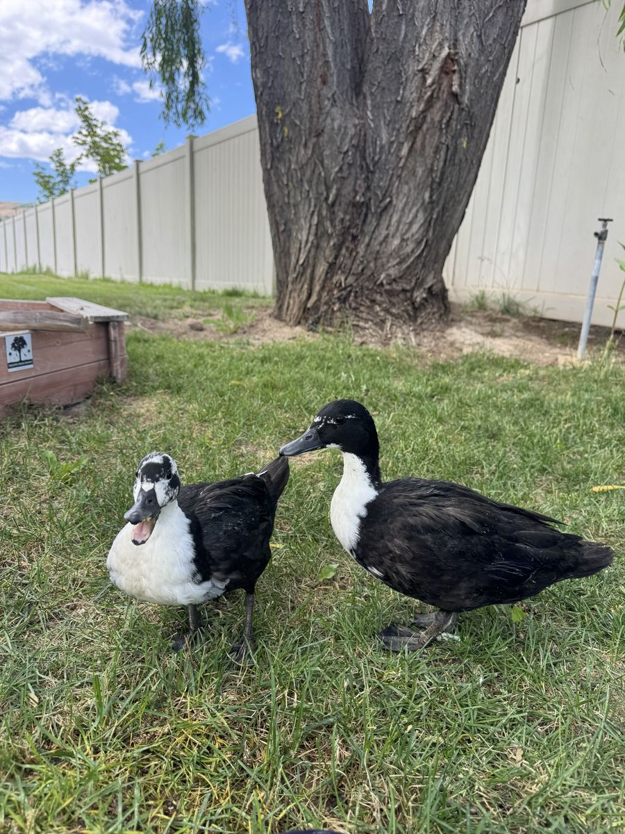 Free Ducks