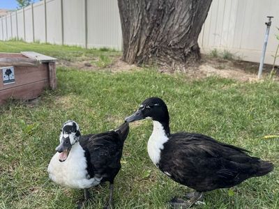 Free Ducks