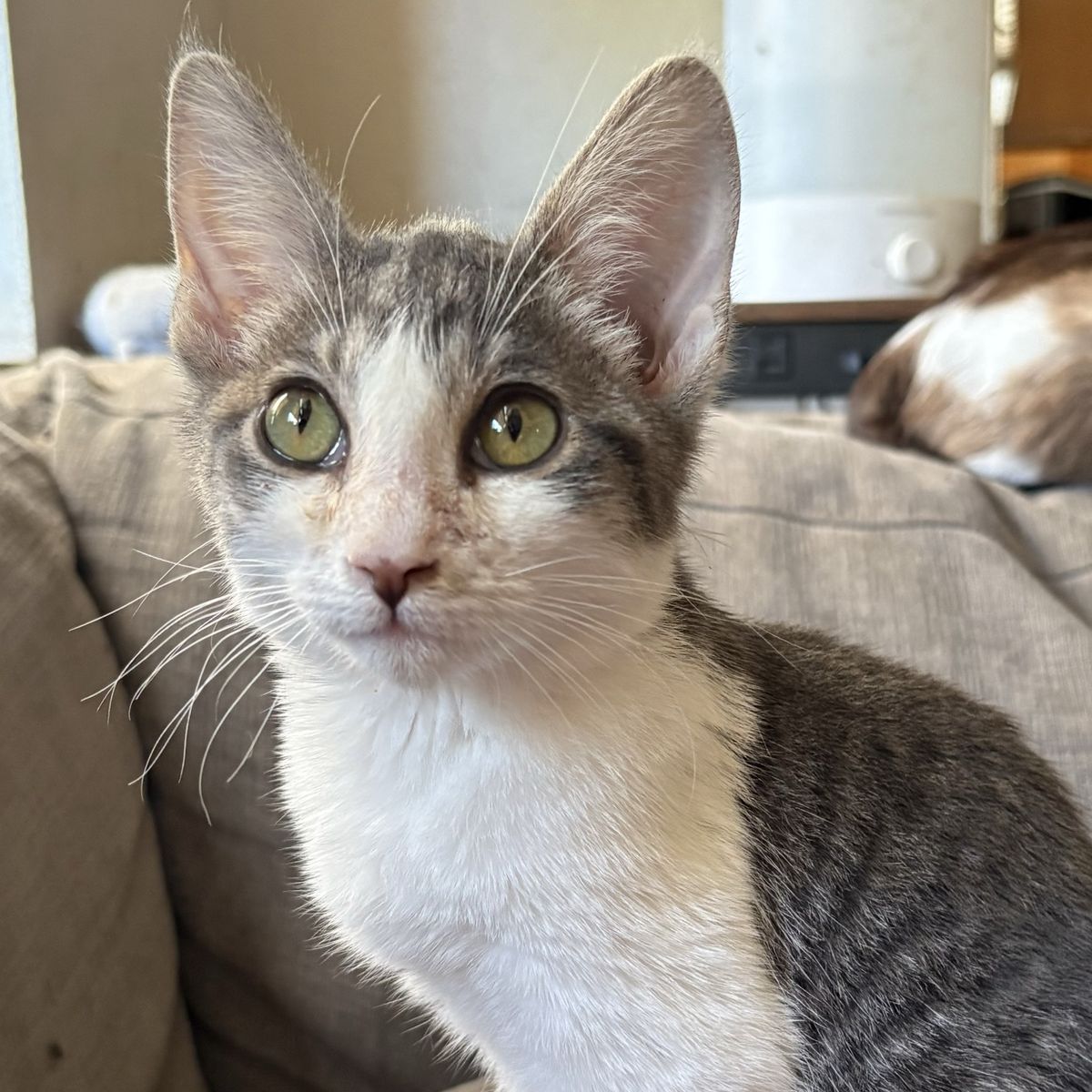 Snuggly Grey and White Tabby Mix Male Kitten