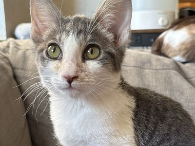 Snuggly Grey and White Tabby Mix Male Kitten