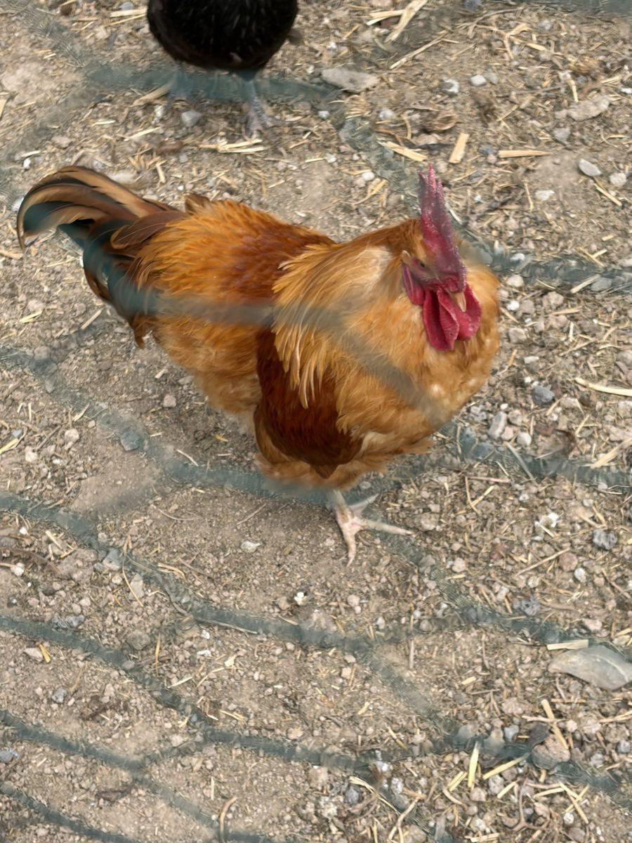 Free Rooster