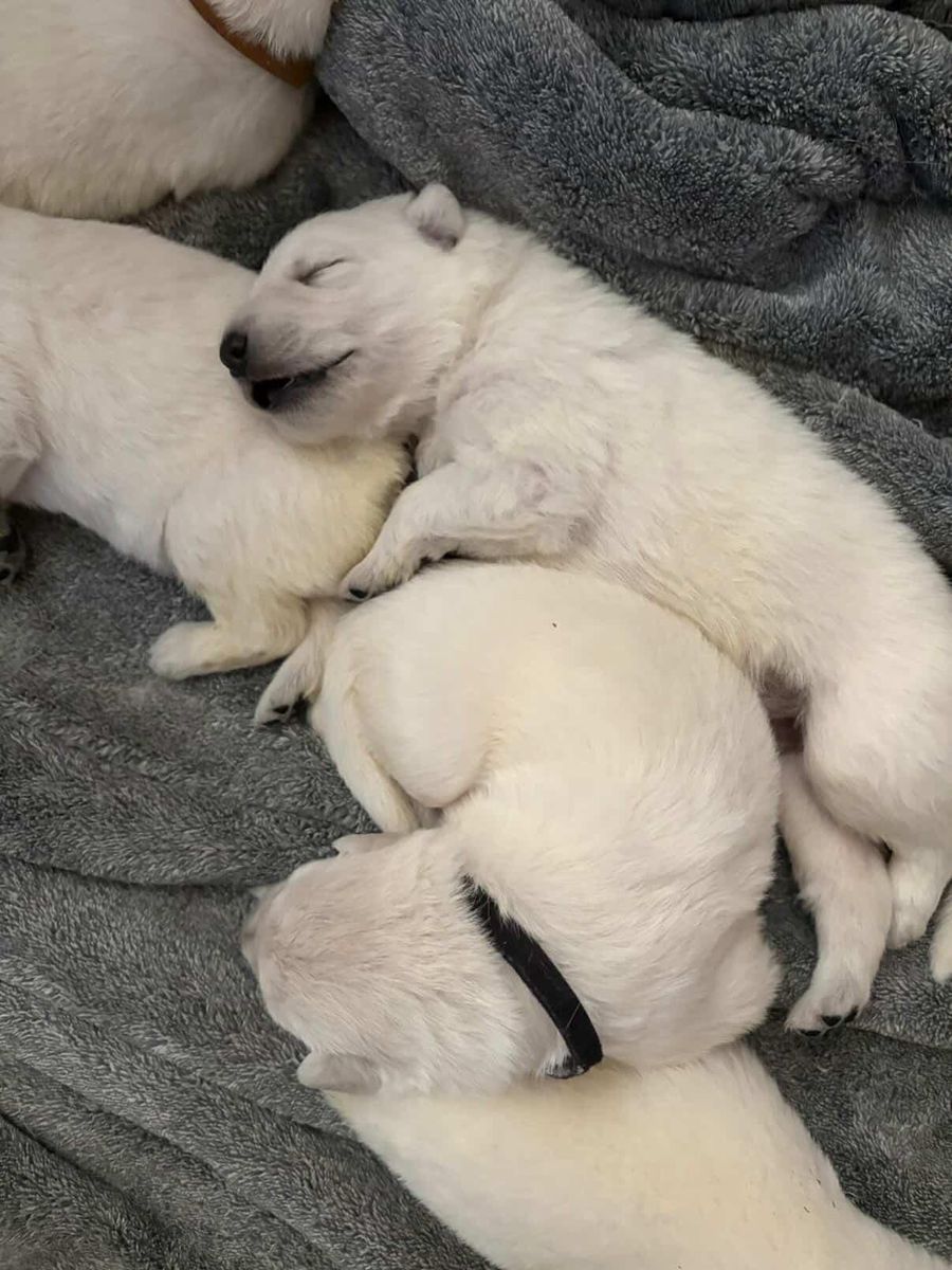 Swiss Shepherd puppies