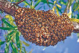 ISO bee swarms.
