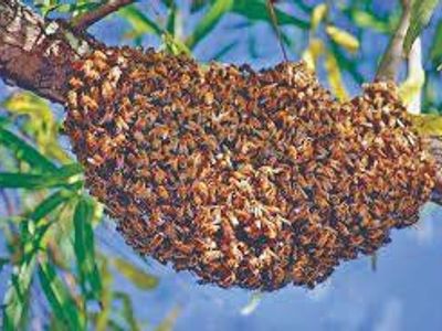 ISO bee swarms.
