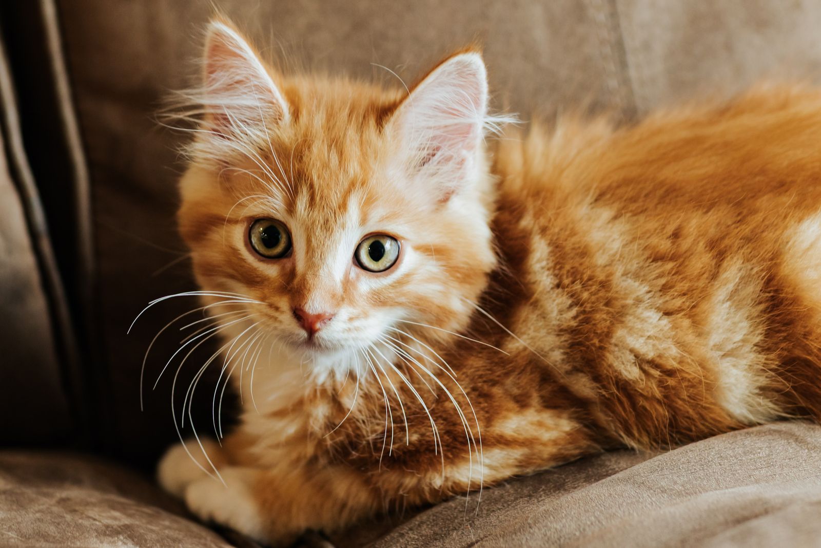 15 Week Old Kitten