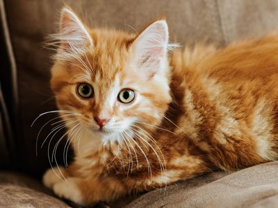 15 Week Old Kitten