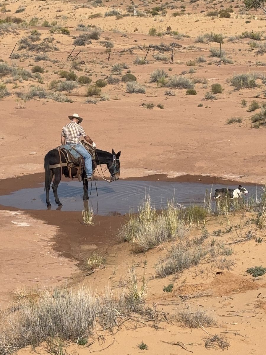 John Mule | Horses | KSL Classifieds