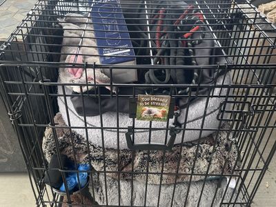 Dog crate, hammock, beds and gear