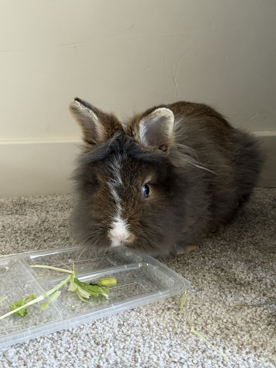 Lionhead Bunny