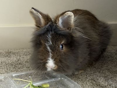 Lionhead Bunny