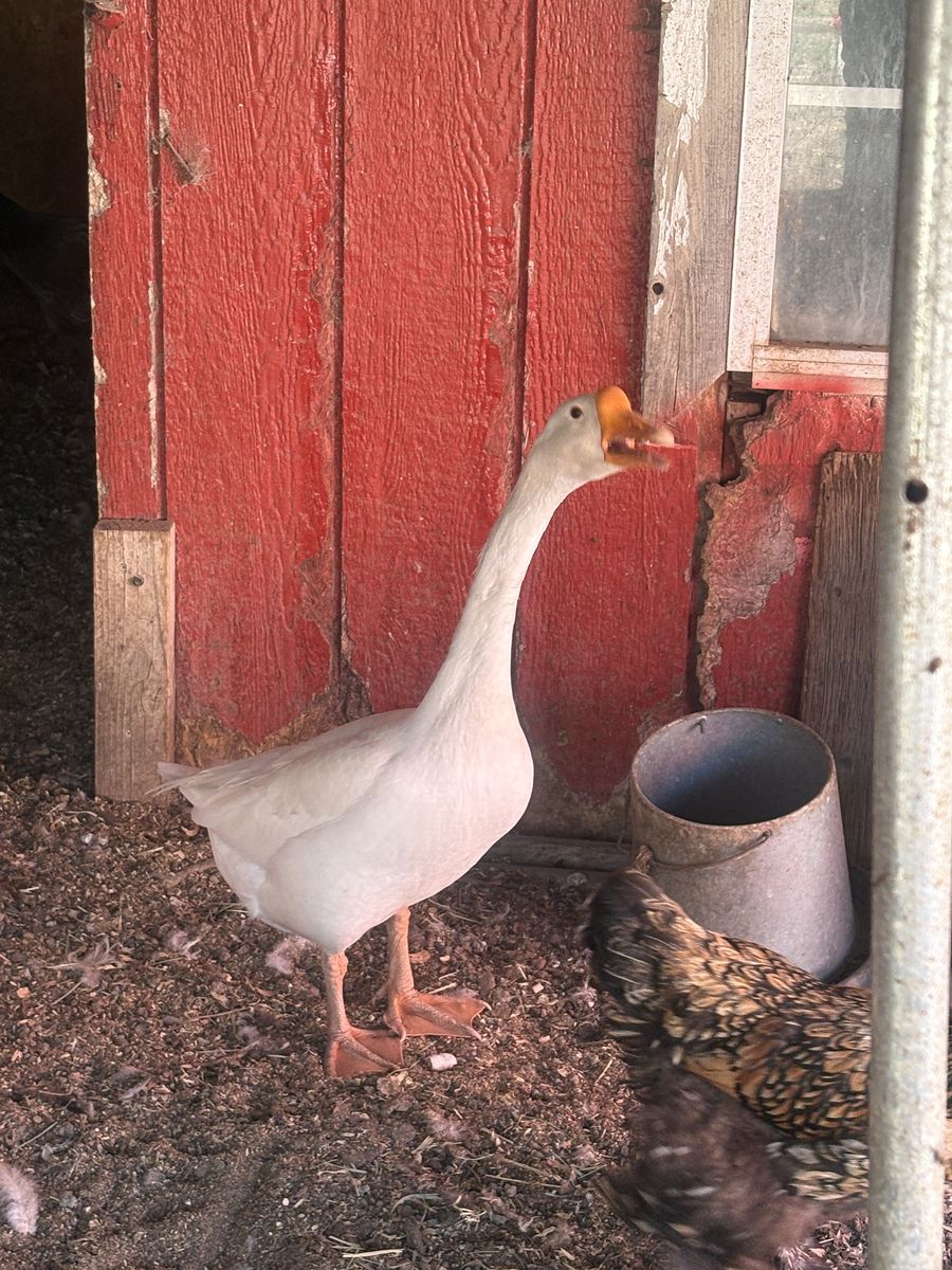 Geese