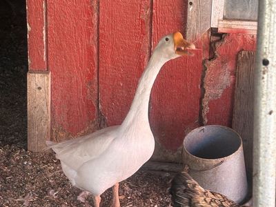 Geese