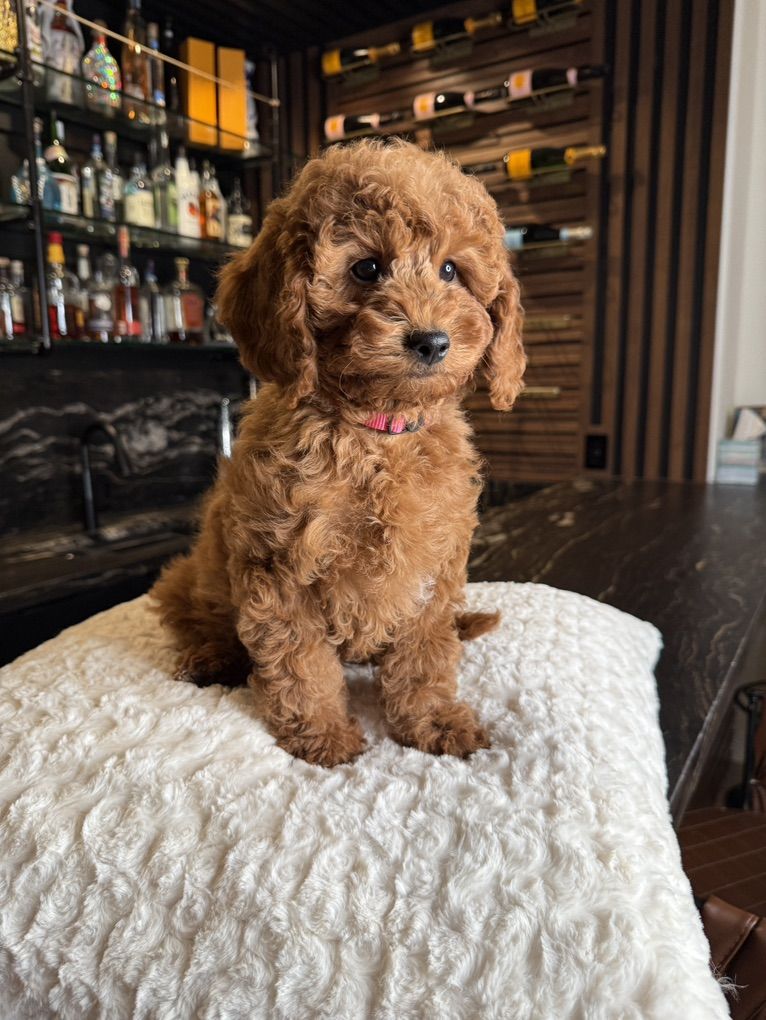 perfect Mini Goldendoodle Puppy  2 Girls Left!