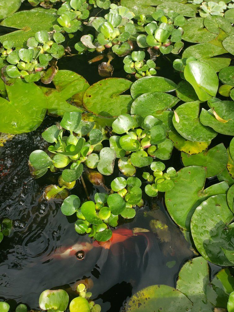 pond plants for sale.